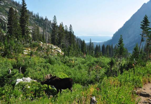 Um grande alce pasta tranquilo no Grand Teton National Park, no Wyoming, nos Estados Unidos